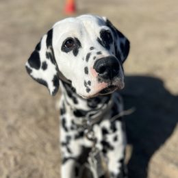 Dalmatians, Giant Schnauzers, and Poodles from Pawsh K9’s