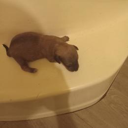 Boy 3 - Red male Dachshund puppy in Warrenville, South Carolina from Sherman's Dachshunds