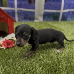Black and Cream Smooth Female (brindle points) - Black and cream female Dachshund puppy in Killeen, Texas from Southern Dachshunds