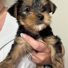 Yorkshire Terrier Puppies from Leigh Brummel