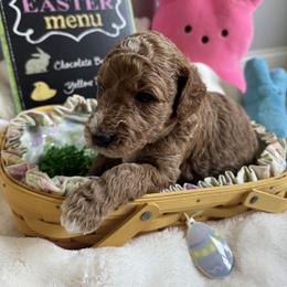 Dottie (West) - Red  female Goldendoodle puppy in Eagleville, Tennessee from Nash Doodles
