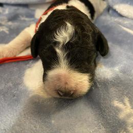 Jack frost - Parti male Goldendoodle puppy in Orange Park, Florida from Evergrace Farm Doodles