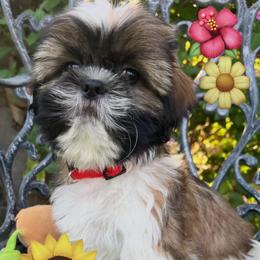 Tommy - Gold and white male Shih Tzu puppy in Hemet, California from Aloha Shih Tzu