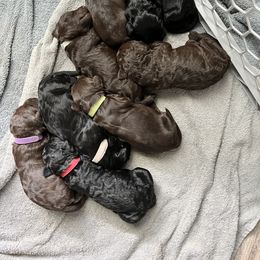 Goldendoodle and Poodle Puppies from Syren House Doodles & Poodles