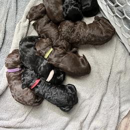 Goldendoodle and Poodle Puppies from Syren House Doodles & Poodles
