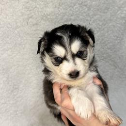 Pomsky All Grown Up from Full Moon Pomskies