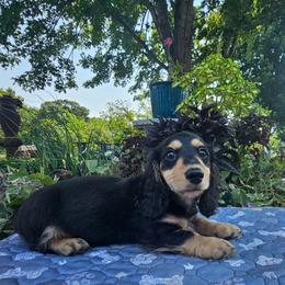 Farrah - Black and cream female Dachshund puppy in Cherry Tree, Oklahoma from Peavine Creek Dachshunds
