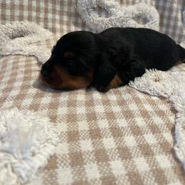 Sophie - Black and tan female Dachshund puppy in Milroy, Pennsylvania from Not Your Average Weiner