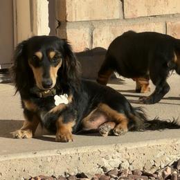 Black and Cream Male - Black and cream male Dachshund puppy in Horizon City, Texas from Willipaws