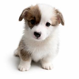 Turkey - Red male Pembroke Welsh Corgi puppy in Colbert, Washington from Siclair Crowns Corgis