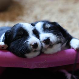 Silas - Black tri male Miniature Australian Shepherd puppy in Gretna, Virginia from Adams Acres Cattle Dogs