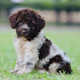 Mac - Brown male Lagotto Romagnolo puppy in St. Augustine, Florida from LBK & Ancient City