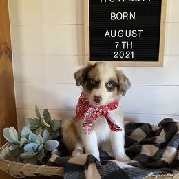 Australian Shepherd Puppies from Ozark Mountain Aussies