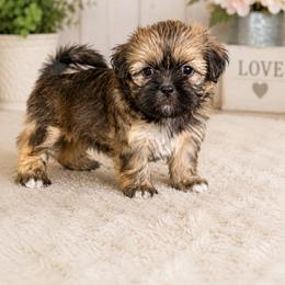 Susie - female Companion Cross puppy in Kettering, Ohio from The Ruff Life Tribe