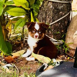 Red Tri blue eyes - Red tri male Toy Australian Shepherd puppy in Oklahoma City, Oklahoma from Faith River Aussies