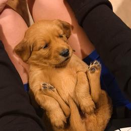 Black - Dark golden female Golden Retriever puppy in Smithfield, Utah from Golden Palms Puppies