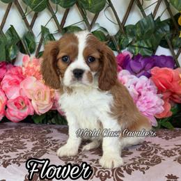 Flower - Blenheim female Cavalier King Charles Spaniel puppy in Hollywood, Florida from World Class Cavaliers