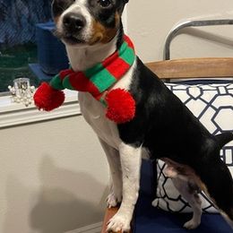 Rat Terriers from Megan Richards