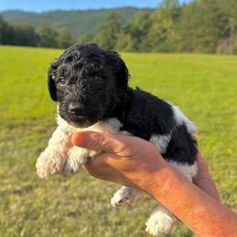 Rain - Parti male Goldendoodle puppy in Jasper, Georgia from Harrington Doodles & Poodles