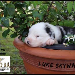 Luke Skywalker - Blue merle male Miniature Australian Shepherd puppy in Madisonville, Texas from Flying LL Aussies