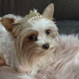 Yorkshire Terriers from Mary's Precious Yorkies