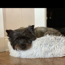 CJ - Cairn Terrier