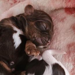 AKC Trouble - Brown and tan male Cocker Spaniel puppy in New Market, Tennessee from Down in the Holler