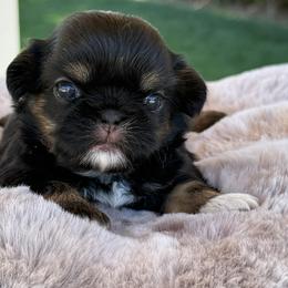 Girl 1 - Black and tan female Shih Tzu puppy in Calimesa, California from Little Mountain’s Shih Tzus