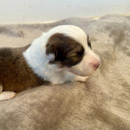 Mint Collar Girl Clover - Sable female Pembroke Welsh Corgi puppy in Paris, Kentucky from Flat Run Corgis