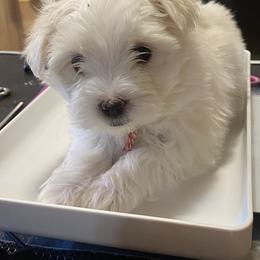 Girl - Red - White Maltese puppy in Hampton, Virginia from Lil Lap Warmers