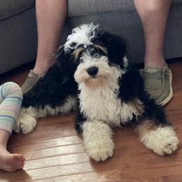 Lynny - Bernedoodle