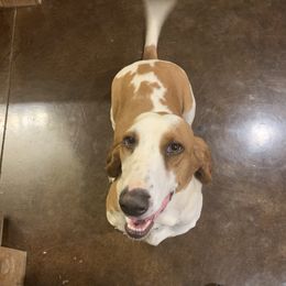 Radlee - Basset Hound