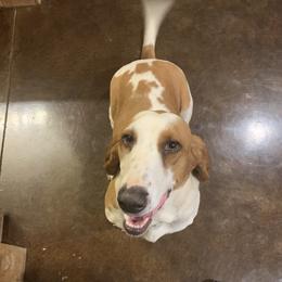 Radlee - Basset Hound