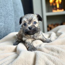 Tinker Bell - Silver brindle female Havanese puppy in Bowling Green, Kentucky from Denise Clark
