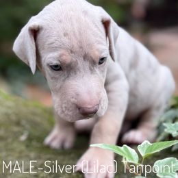 Lilac(AKC silver) Merle Tanpoint Boy - Merle male Great Dane puppy in Greenville, South Carolina from Allen’s Ridge Ranch