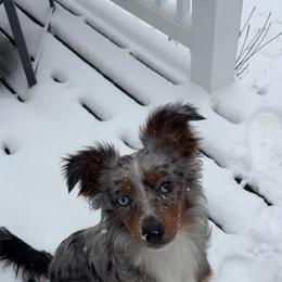 Australian Shepherd, Miniature American Shepherd, and Miniature Australian Shepherd All Grown Up from Spirited Aussies