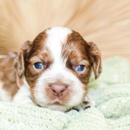 Bentley - Sable and white male Cockapoo puppy in Rattan, Oklahoma from Double M Cocker Spaniels