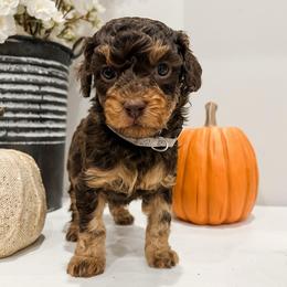 Copper - Brown male Cavapoo puppy in Flagstaff, Arizona from Gunstock Doodles