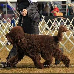 Affenpinscher, Barbet, and Tibetan Terrier All Grown Up from Gemms Kennels Tibetan Terriers