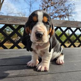 Rosco - Black brown and white male Basset Hound puppy in Denison, Texas from Emma Lou's Baby Bassets