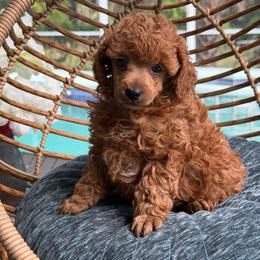 Boy 2 - Red  male Poodle puppy in Kissimmee, Florida from Anna's Puppy Tales