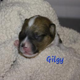 Gilgy - Sable male Pembroke Welsh Corgi puppy in Purcellville, Virginia from Rhone River Farm Pembroke Welsh Corgis