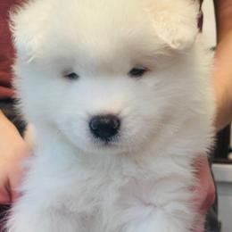 Boy 3 - White male Samoyed puppy in Tampa, Florida from Icecrown Samoyeds
