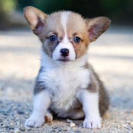 Pop Tart - Sable female Pembroke Welsh Corgi puppy in Star City, Arkansas from Say When Corgi Co.