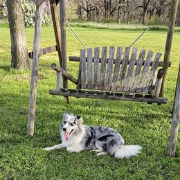 Winston - Border Collie