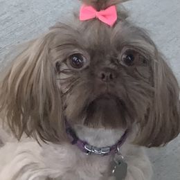 Macie - Shih Tzu