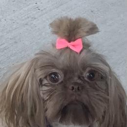 Macie - Shih Tzu