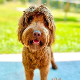 Monroe - Goldendoodle
