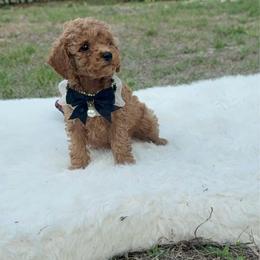 Teddy - Red  male Poodle puppy in Naples, Florida from Puppies Forever 💙❤️🐶