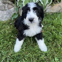 Sally - Yellow Girl - Black and white Sheepadoodle puppy in Camillus, New York from Spy Haven LLC